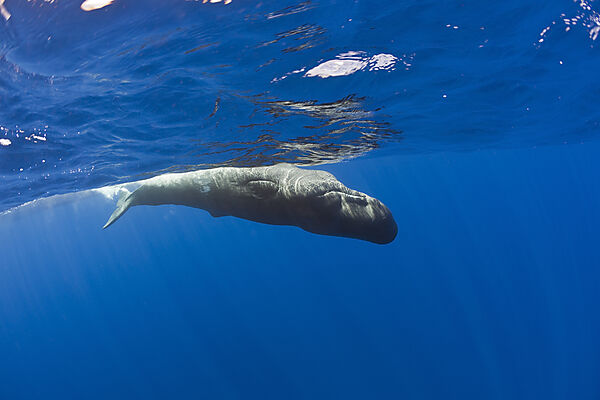Young Sperm Whale