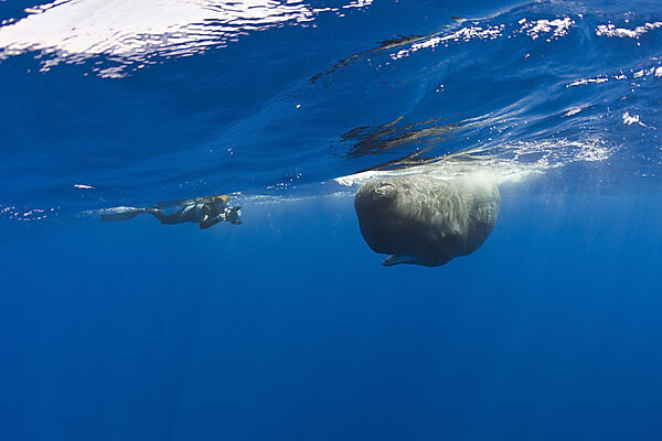 Sperm Whale and Photographer