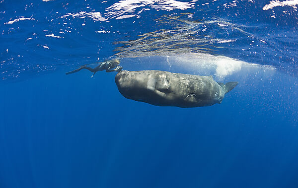 Sperm Whale and Photographer
