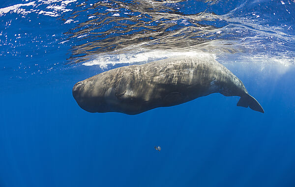 Young Sperm Whale