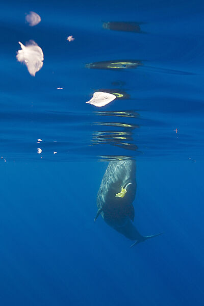 Sperm Whale plays with Plastic Waste