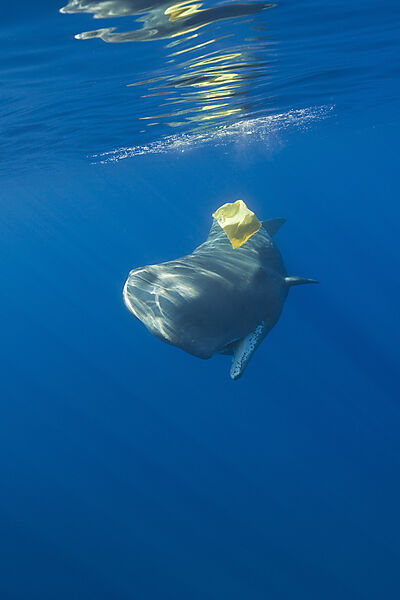 Sperm Whale plays with Plastic Waste
