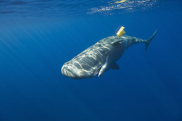 Sperm Whale plays with Plastic Waste