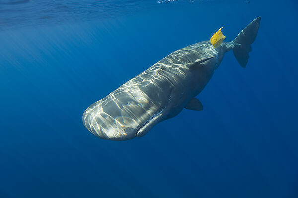 Sperm Whale plays with Plastic Waste