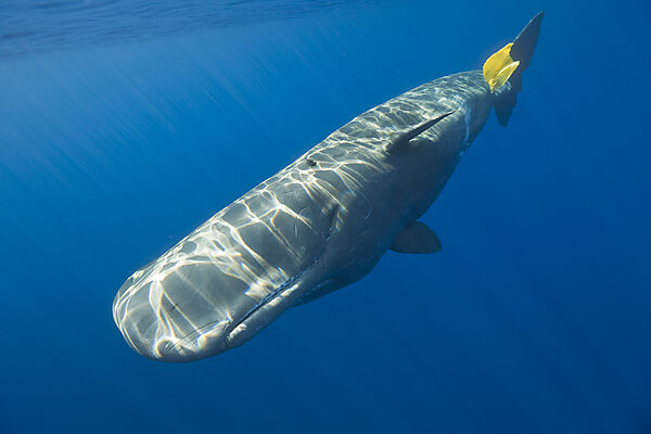 Sperm Whale plays with Plastic Waste