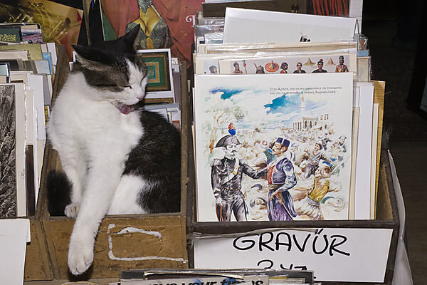 Hauskatze in Basar