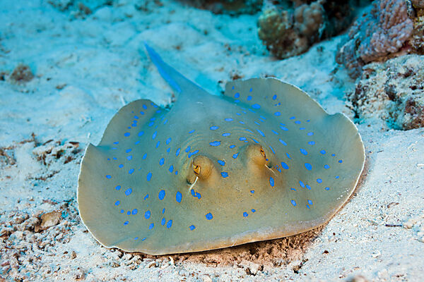 Blue-spotted Stingray