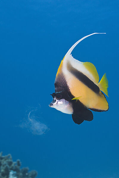 Red Sea Bannerfish