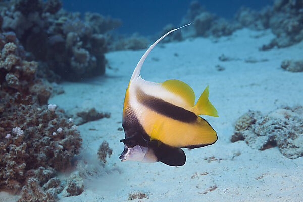 Red Sea Bannerfish
