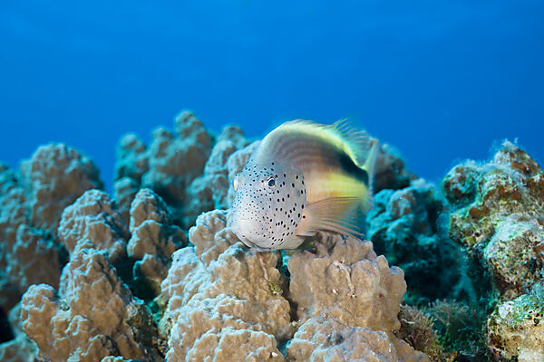 Blackside Hawkfish