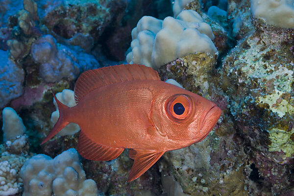Common Red Bigeye