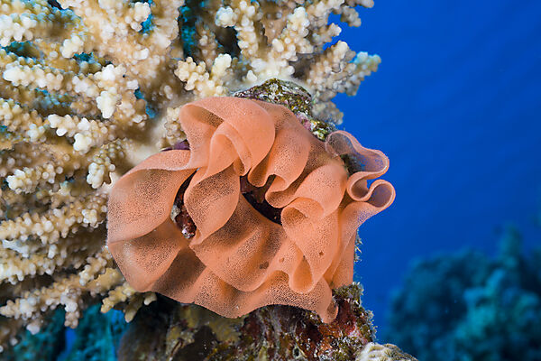 Eggmass of Spanish Dancer Nudibranch