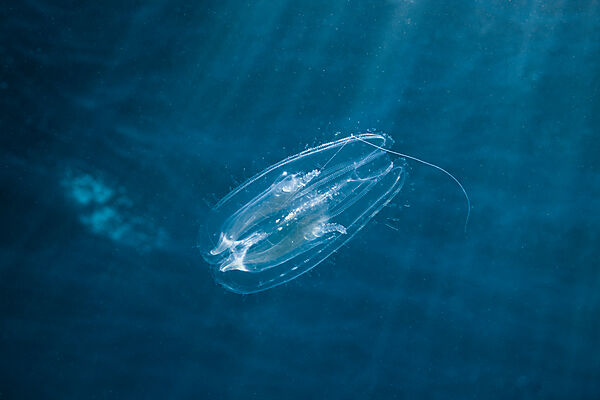 Comb Jellyfish