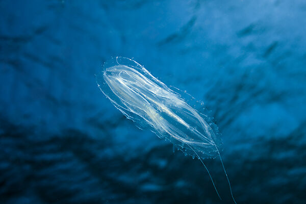 Comb Jellyfish