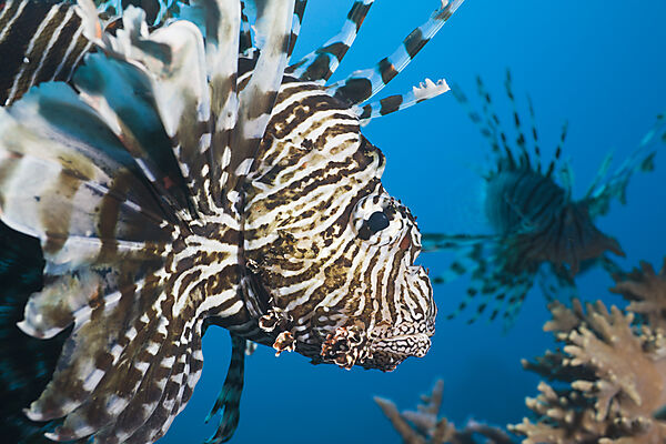 Lionfish