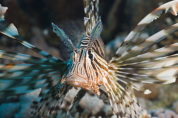 Lionfish