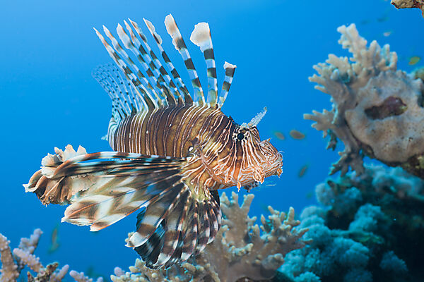 Lionfish