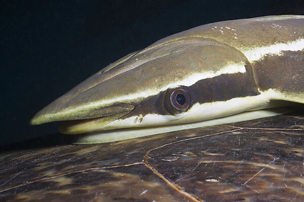 Sharksucker on Turtle