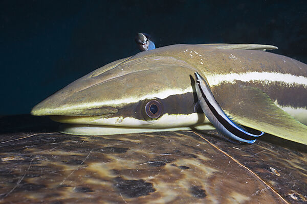Cleaning Wrasses and Sharksucker