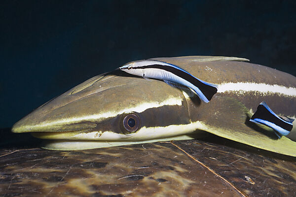 Sharksucker on Turtle