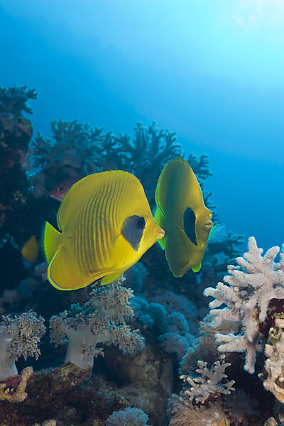 Pair of Masked Butterflyfish
