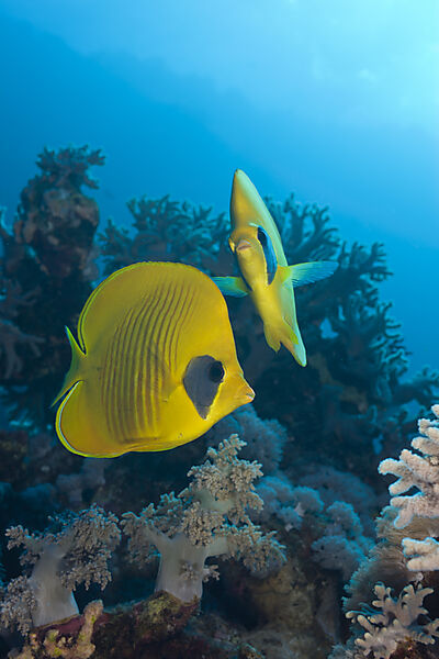 Masked Butterflyfishes