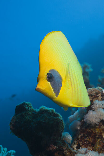 Masked Butterflyfish