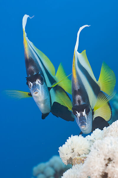 Rotmeer-Wimpelfisch