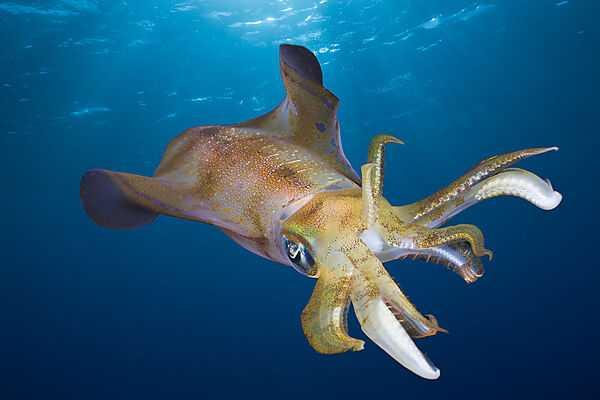 Bigfin Reef Squid