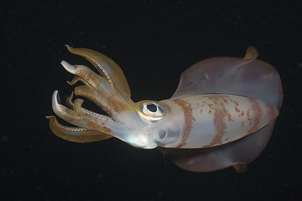 Bigfin Reef Squid