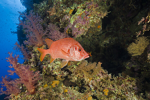Husarenfisch am Korallenriff