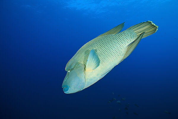 Napoleonfisch
