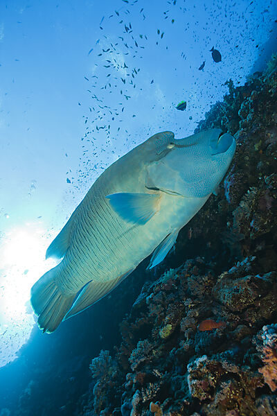 Napoleonfisch