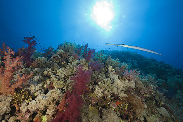 Floetenfisch am Riff