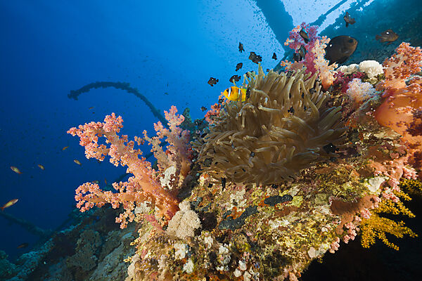Seeanemone am Numidia Eisenbahnwrack