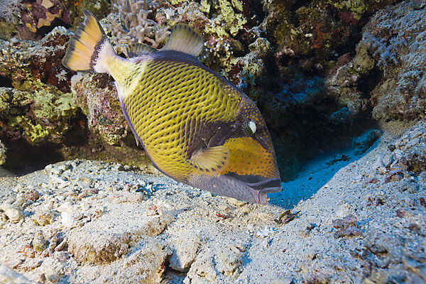 Gruener Riesen-Drueckerfisch