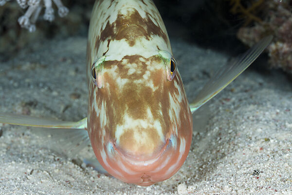 Papageifisch schlaeft in der Nacht