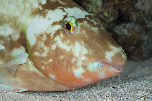 Papageifisch schlaeft in der Nacht
