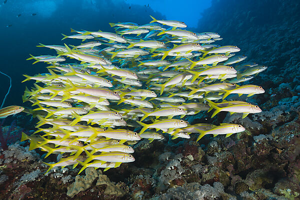 Yellowfin Goatfishes