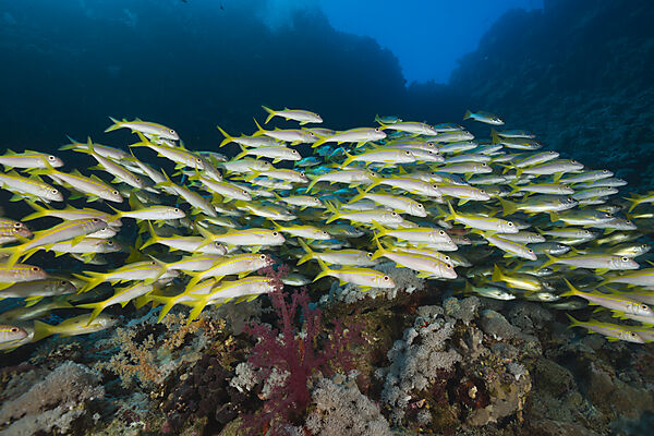 Yellowfin Goatfishes