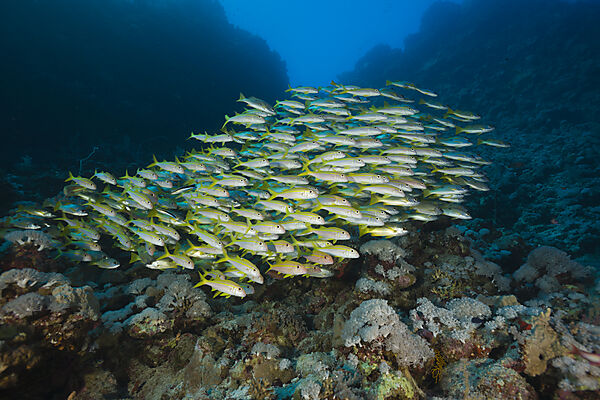 Yellowfin Goatfishes