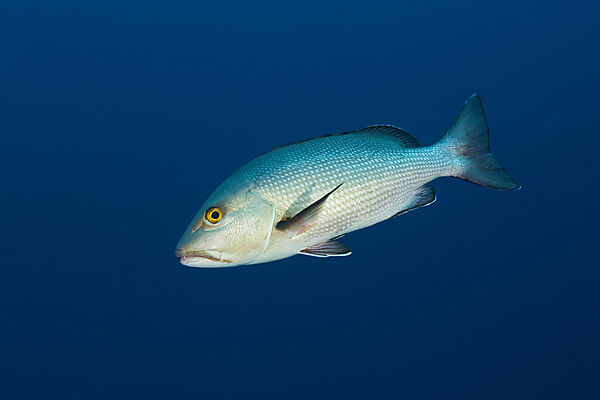 Twin-Spot Snapper