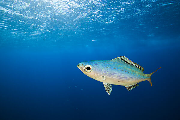 Fusilier in Blue Water