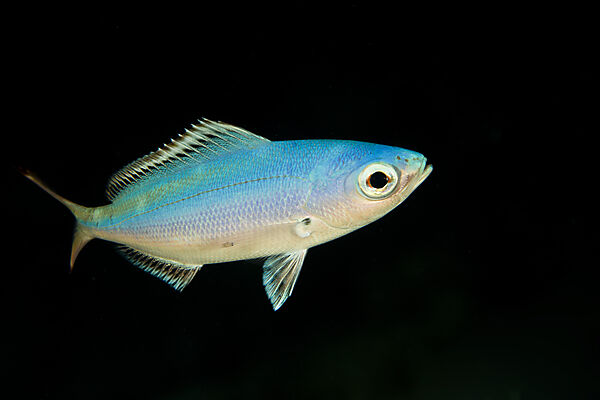 Himmelblauer Fuesilier