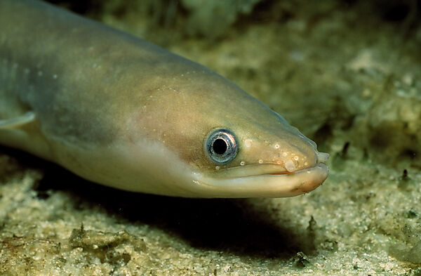 European Eel