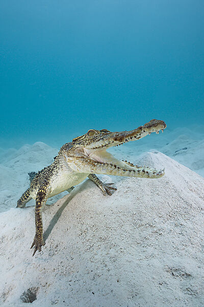 Saltwater Crocodile