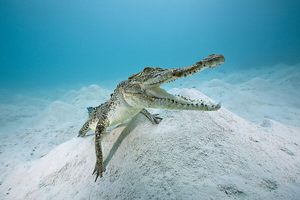 Saltwater Crocodile