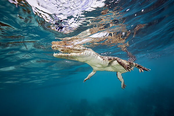 Saltwater Crocodile