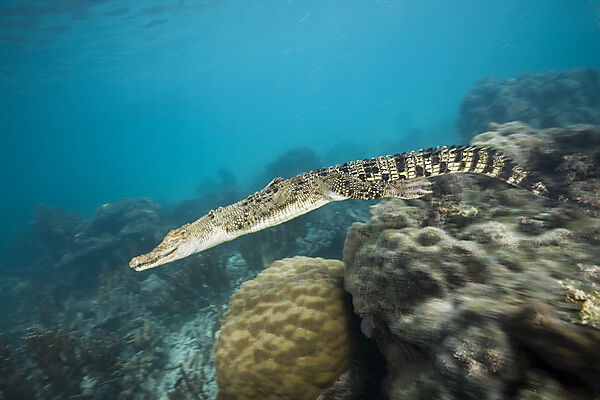 Saltwater Crocodile