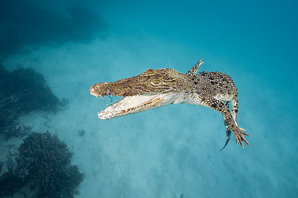 Saltwater Crocodile